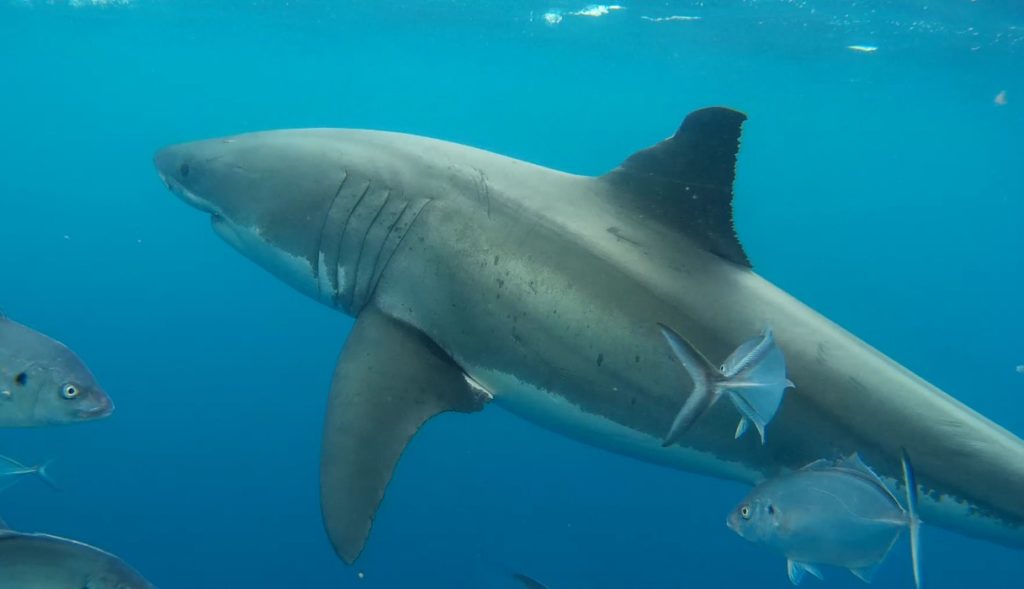 Shark Cage Diving | Australia | Jozu For Women